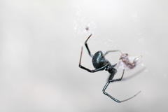 Latrodectus mactans