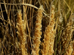 Poa ligularis