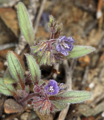 Phacelia austromontana