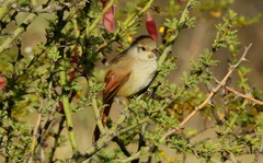 Pseudasthenes steinbachi