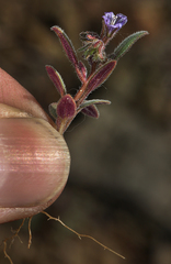 Phacelia austromontana