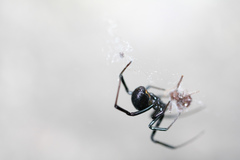 Latrodectus mactans