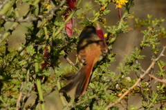 Pseudasthenes steinbachi