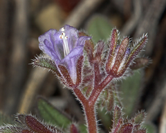 Phacelia austromontana