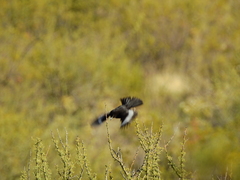 Knipolegus hudsoni