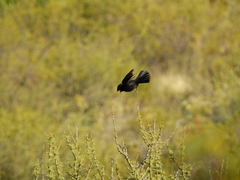 Knipolegus hudsoni