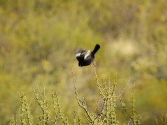 Knipolegus hudsoni