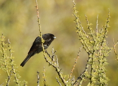 Knipolegus hudsoni