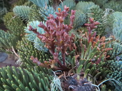 Arceuthobium abietinum