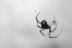 Latrodectus mactans