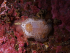Goniodoris nodosa