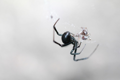 Latrodectus mactans
