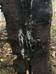 Cytosporaceae