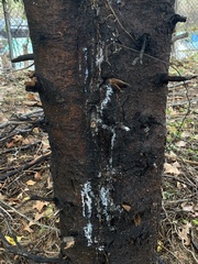 Cytosporaceae