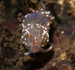 Facelina auriculata