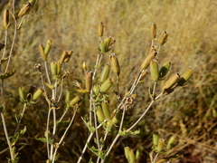 Mentzelia albescens