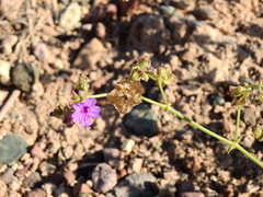 Mirabilis ovata