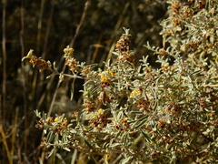 Buddleja mendozensis