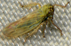 Macrosteles quadrilineatus