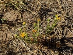 Grindelia pulchella