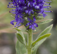 Veronica porphyriana