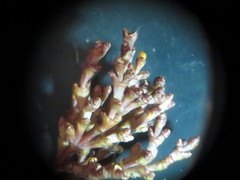 Arceuthobium abietinum