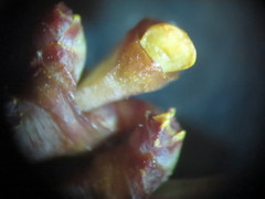 Arceuthobium abietinum