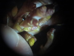 Arceuthobium abietinum