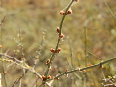 Ephedra triandra