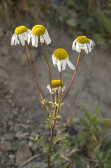 Tanacetum abrotanoides