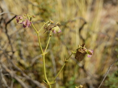 Mirabilis ovata
