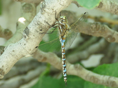 Rhionaeschna absoluta