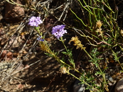 Glandularia mendocina