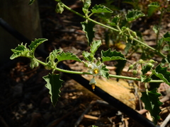 Solanum tweedianum