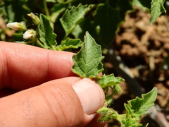 Solanum tweedianum