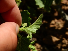 Solanum tweedianum