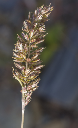 Koeleria altaica