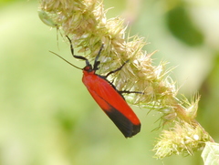 Ptychoglene coccinea