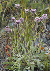 Erigeron eriocalyx