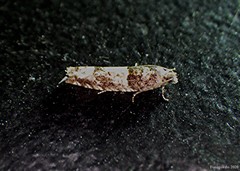 Pseudexentera maracana
