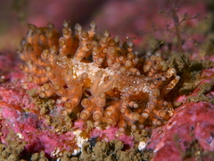 Eubranchus vittatus