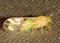 Cacopsylla annulata