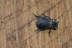 Trox perlatus