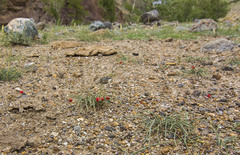 Ephedra gerardiana
