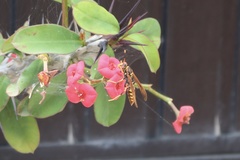 Polistes weyrauchorum