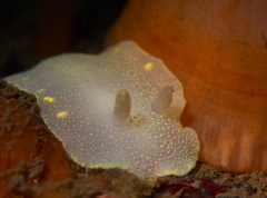 Cadlina laevis