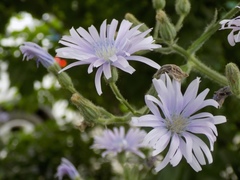 Cicerbita macrophylla uralensis