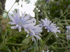 Cicerbita macrophylla uralensis