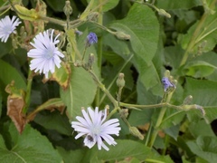 Cicerbita macrophylla uralensis