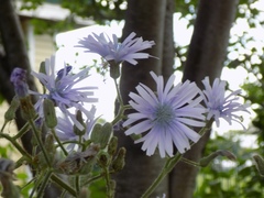 Cicerbita macrophylla uralensis